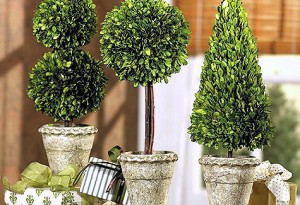 топиарий курсы